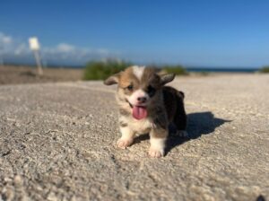 Corgi Pembroke