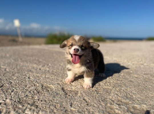 Corgi Pembroke