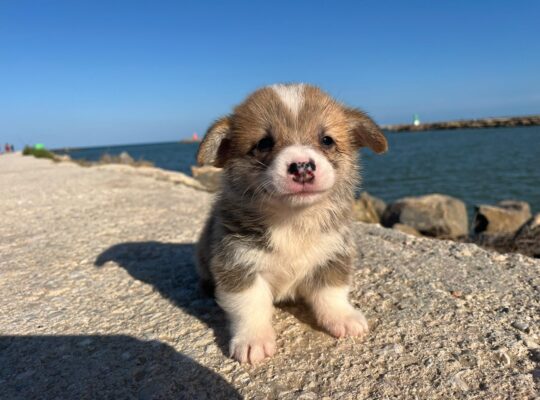 Corgi Pembroke