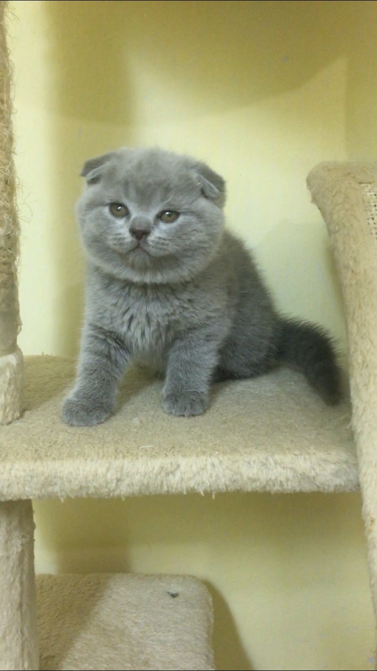 Scottish Fold