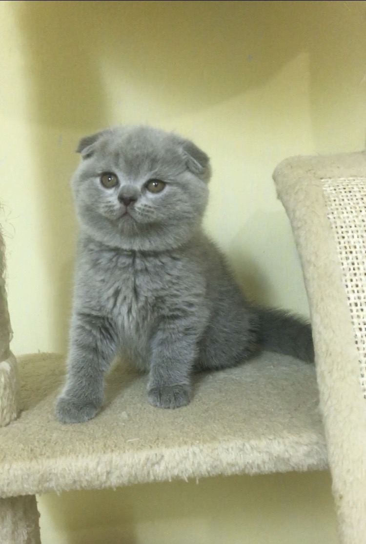 Scottish Fold