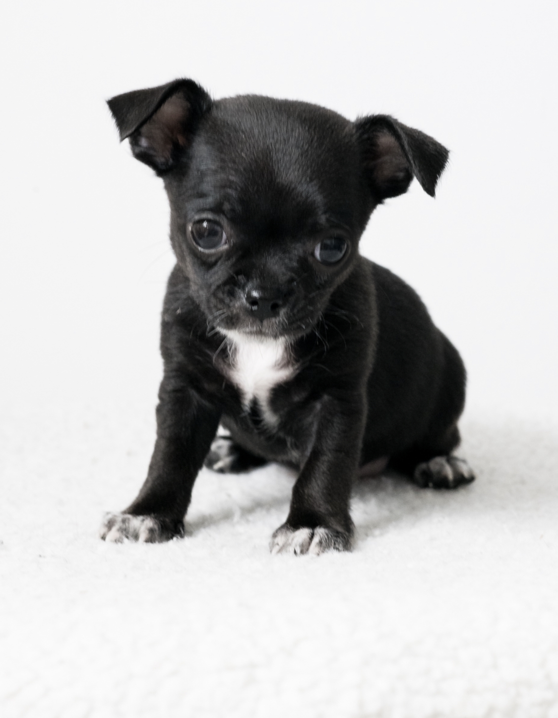 Chihuahua mini