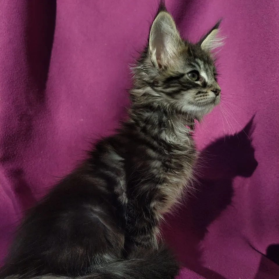 Maine Coon kitchen