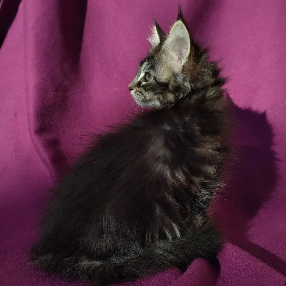 Maine Coon hembra, color negro y plata