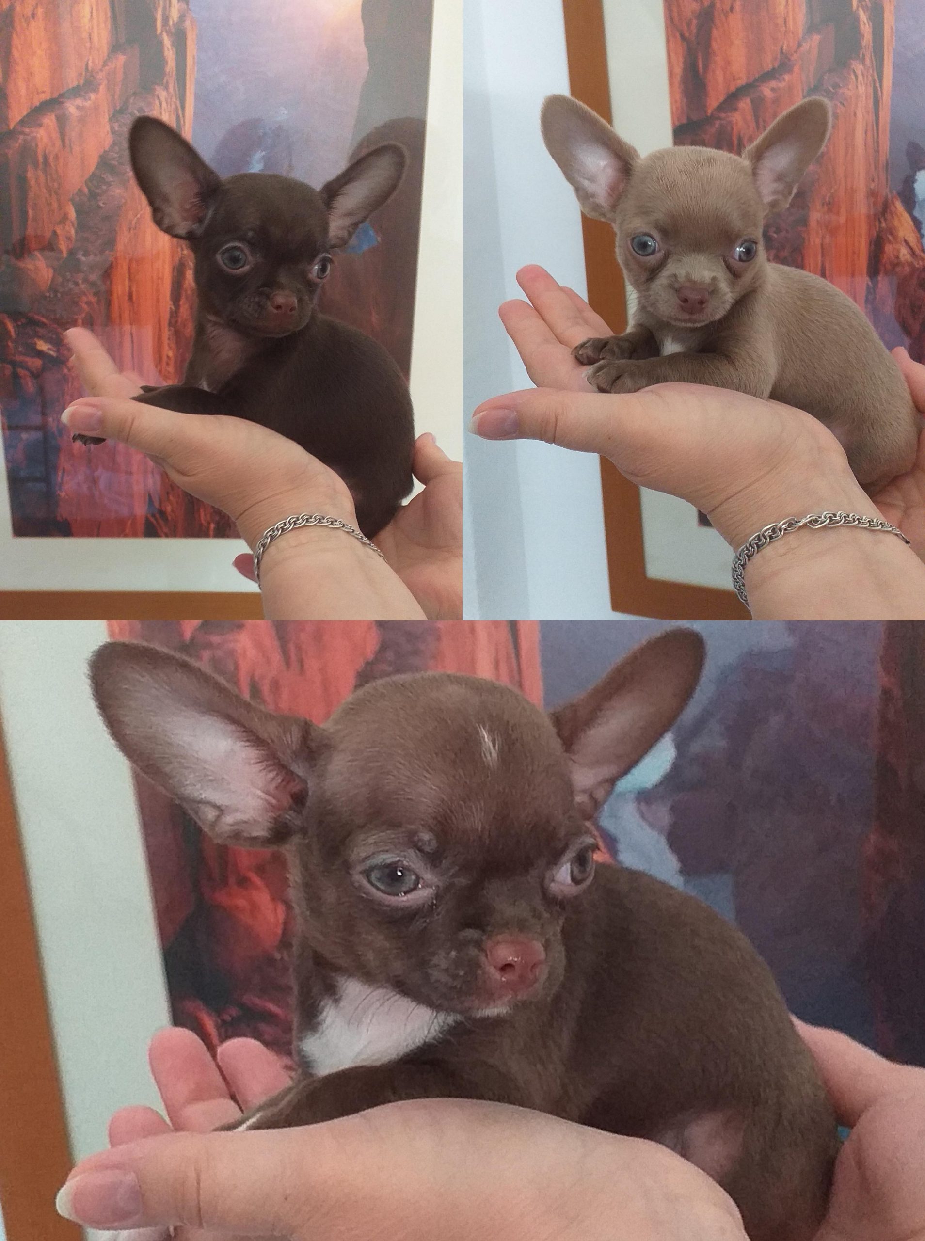 Chihuahua mini