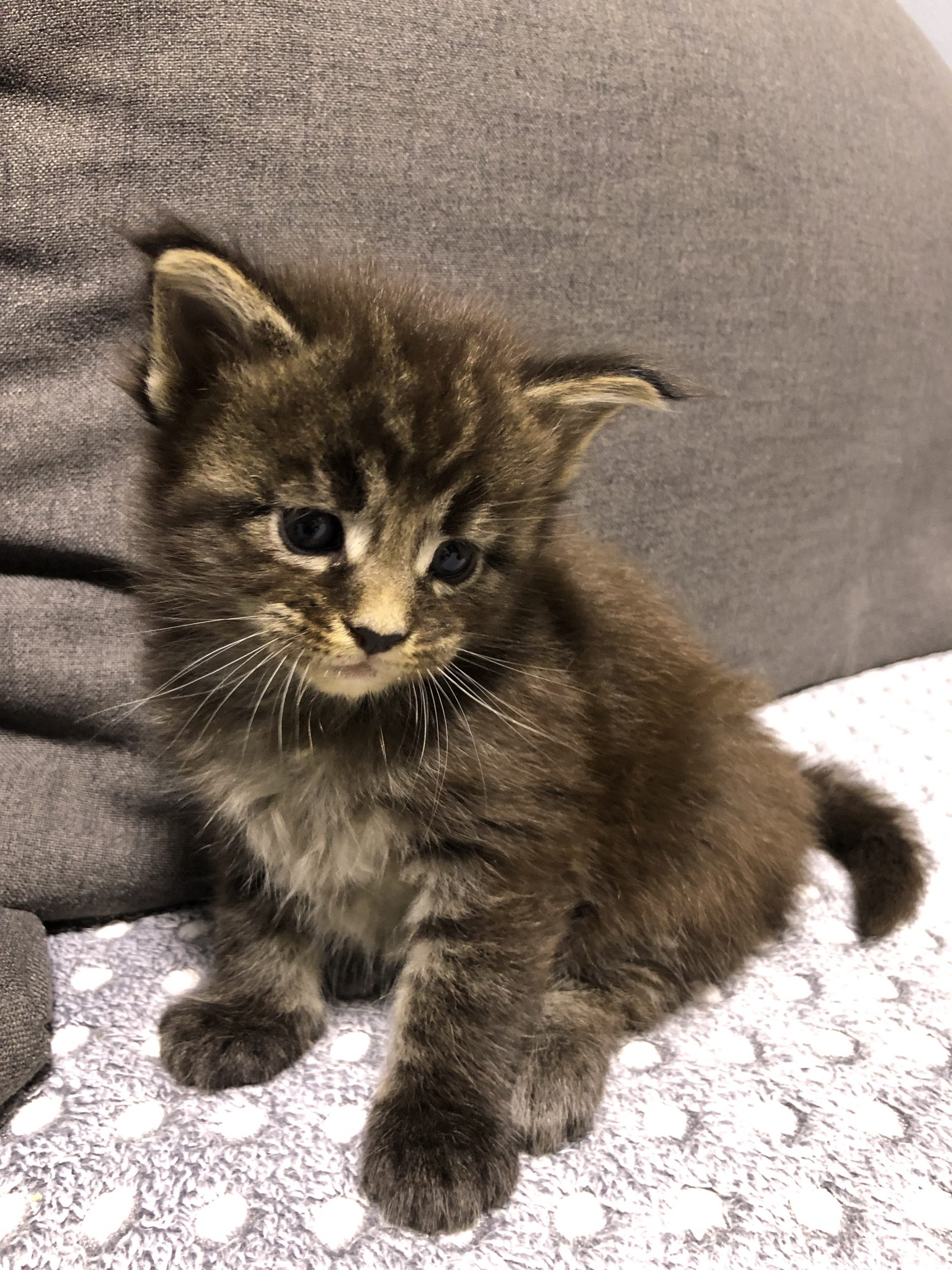 Maine Coon