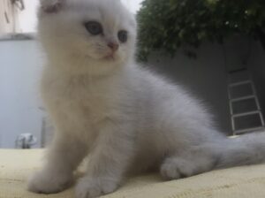 Котята Британец и Шотландцы в Кордова