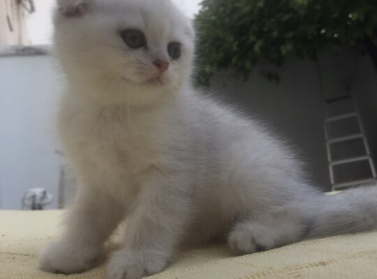 Котята Британец и Шотландцы в Кордова