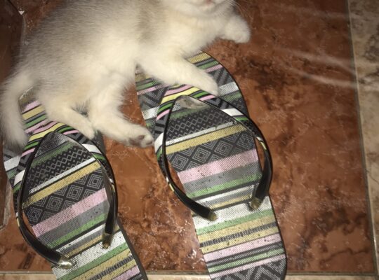 Котята Британец и Шотландцы в Кордова