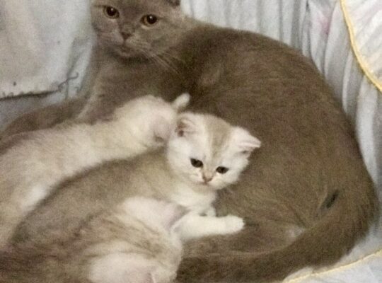 Котята