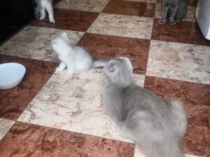 Котята
