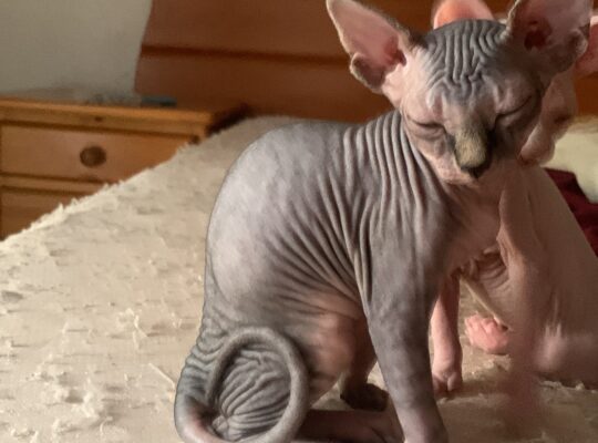 Канадский сфинкс, canadiense sphinx