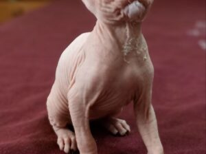Канадский сфинкс, canadiense sphinx