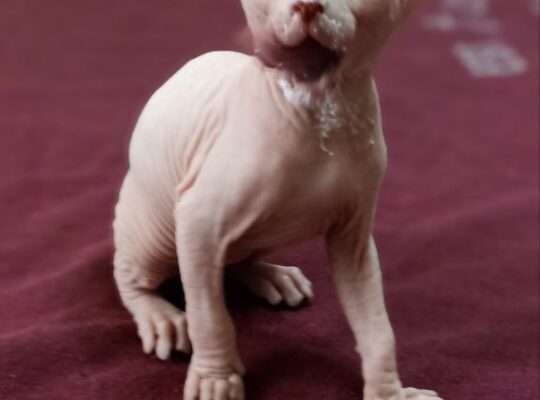 Канадский сфинкс, canadiense sphinx