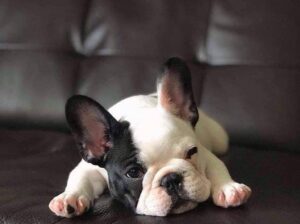 Cachorros de bulldog francés